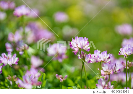 レンゲ畑 レンゲ畑 40959845