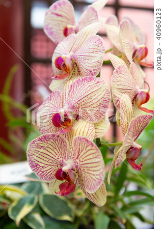 背景 バックグラウンド バックグランド 40960123