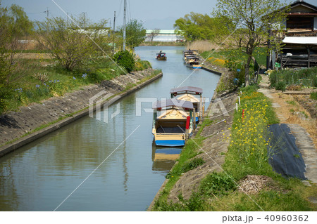 初夏の水郷めぐり 初夏の水郷めぐり 40960362
