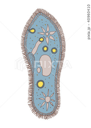 Infusoria slipper. 40960410