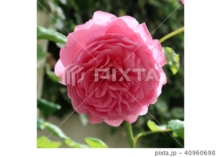 バラ 40960698