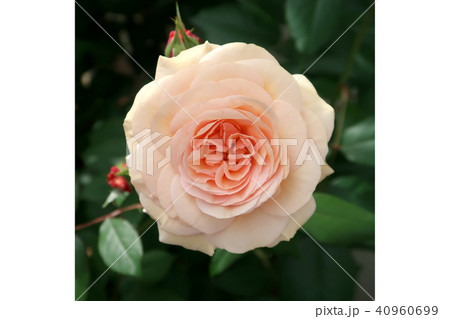 バラ 40960699