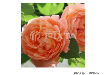 バラ 40960700