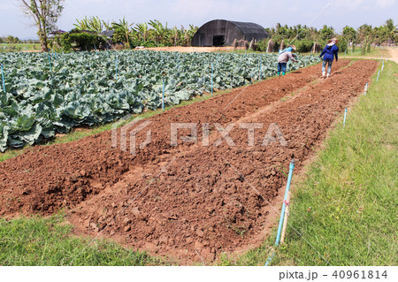 Agriculturist work in field cabbage. Agriculturist work in field cabbage. 40961814
