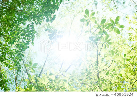 金勝アルプスの新緑の木々 40961924