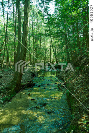 金勝アルプスの新緑の木々 40961927