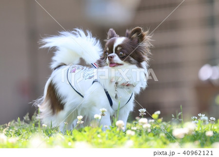 春を満喫するチワワ 40962121