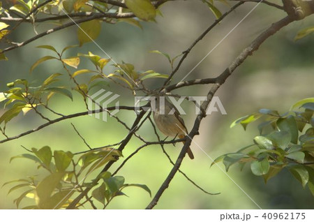 野鳥ジョウビタキ 40962175