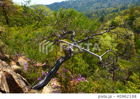 金勝アルプスからの風景 金勝アルプスからの風景 40962198