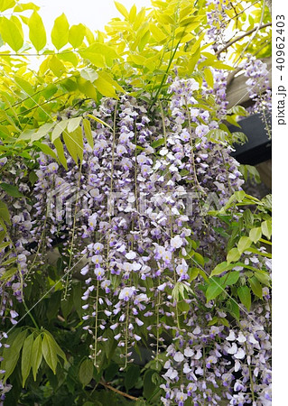 前田森林公園の藤の花 40962403