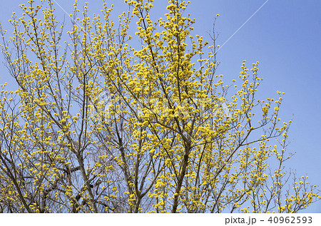 サンシュウ サンシュウ 40962593