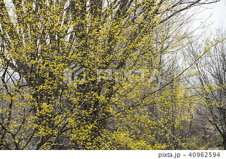 サンシュウ 40962594