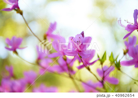 金勝アルプス登山道 金勝アルプス登山道 40962654