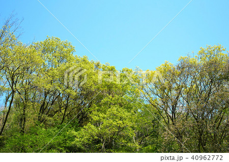 金勝アルプスの新緑の木々 金勝アルプスの新緑の木々 40962772