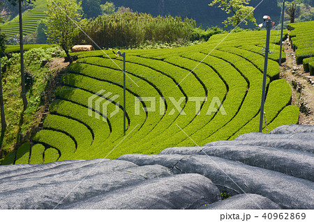 京都和束の茶畑 40962869