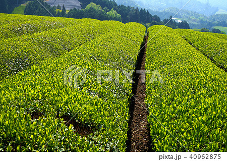 京都和束の茶畑 京都和束の茶畑 40962875