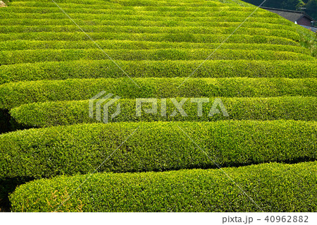 京都和束の茶畑 40962882