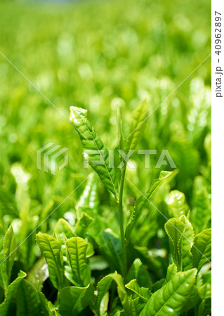京都和束の茶畑 40962897
