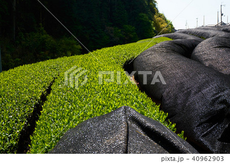 京都和束の茶畑 40962903