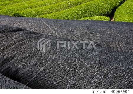 京都和束の茶畑 40962904