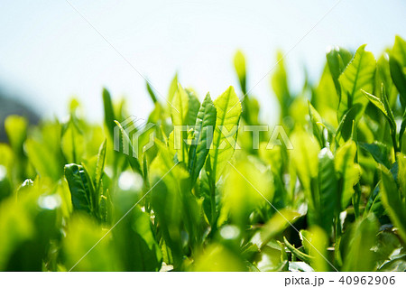 京都和束の茶畑 京都和束の茶畑 40962906