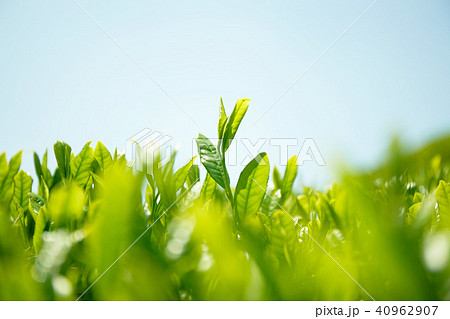 京都和束の茶畑 京都和束の茶畑 40962907