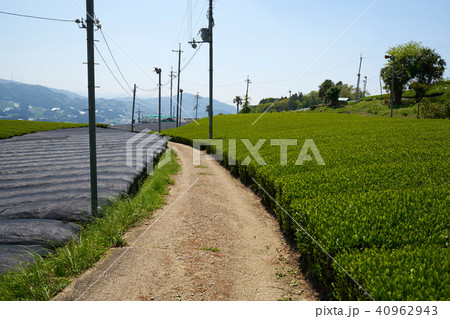 京都和束の茶畑 40962943