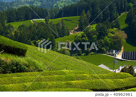 京都和束の茶畑 京都和束の茶畑 40962961