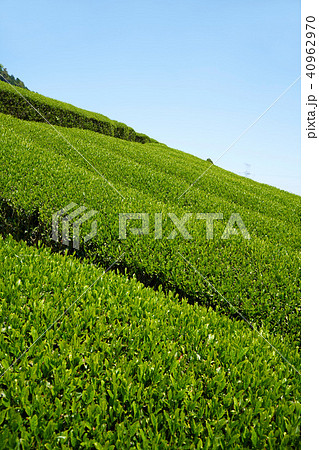 京都和束の茶畑 40962970