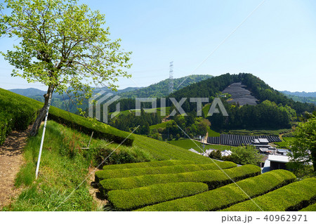 京都和束の茶畑 40962971