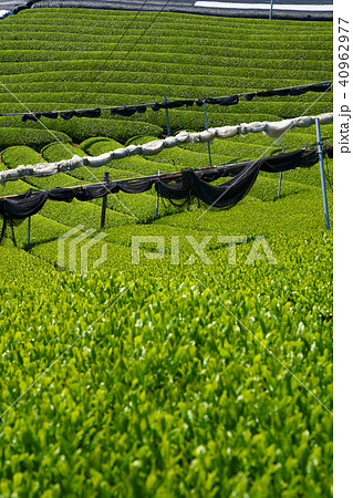 京都和束の茶畑 京都和束の茶畑 40962977