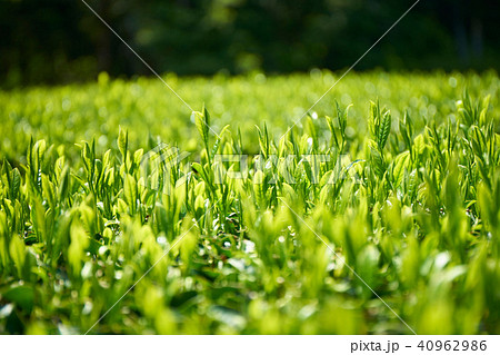 京都和束の茶畑 40962986