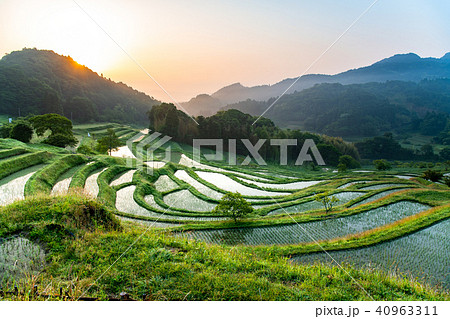 千葉 大山千枚田 5月早朝 千葉 大山千枚田 5月早朝 40963311