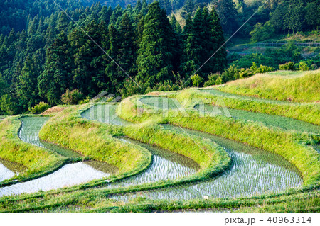千葉 大山千枚田 5月早朝 40963314