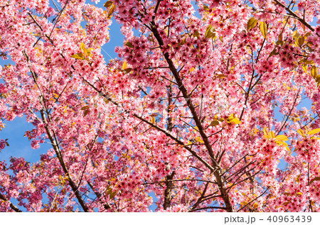 pink sakura or cherry blossom tree with blue sky 40963439
