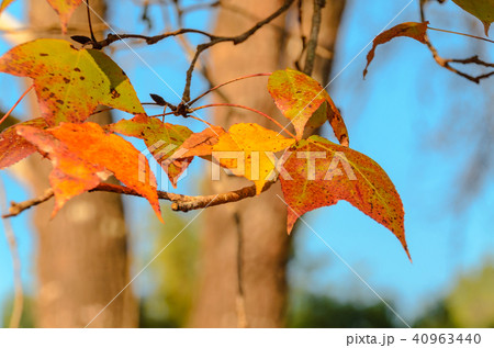 Orange dry maple leaves and blue sky background 40963440