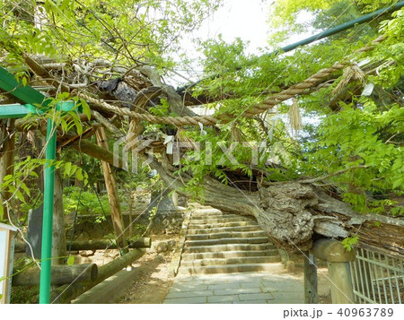 白鳥神社　奥州の蛇藤 40963789