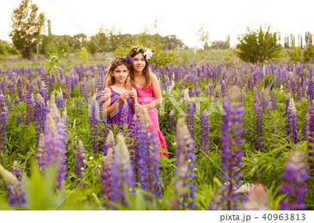 Girls walking in field of lupine in the evening Girls walking in field of lupine in the evening 40963813