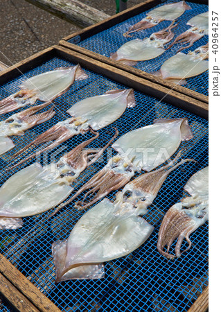 干しイカ 40964257