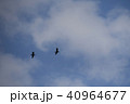 大空を飛ぶ鳥 40964677