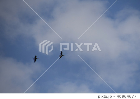 大空を飛ぶ鳥の写真素材