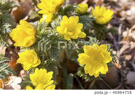 フクジュソウ 40964758