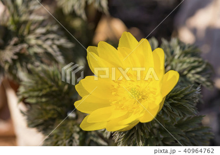 フクジュソウ 40964762