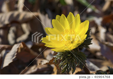 フクジュソウ 40964768