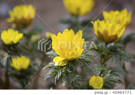 フクジュソウ 40964771