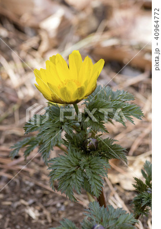 フクジュソウ 40964772