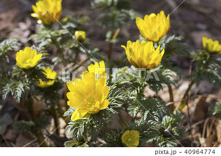 フクジュソウ 40964774