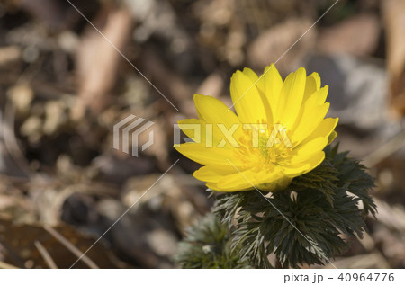 フクジュソウ 40964776