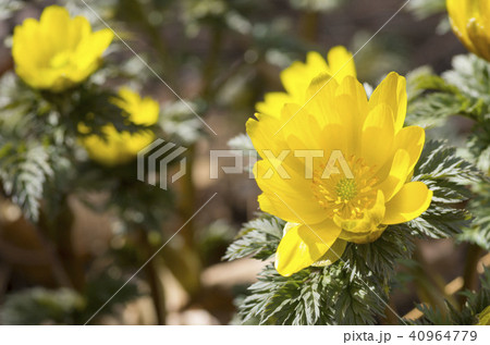 フクジュソウ 40964779