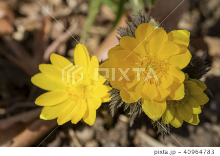 フクジュソウ 40964783